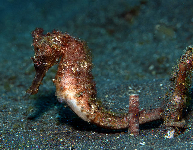 Hippocampus spinosissimus (Ippocampo istrice)